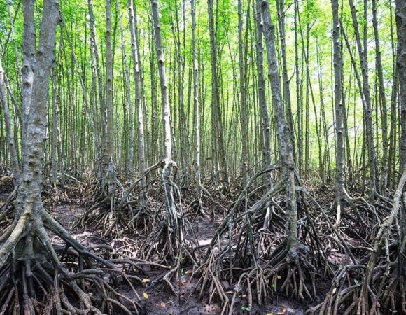 Discover Can Gio Mangrove Biosphere Reserve